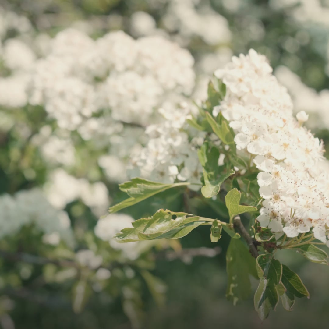 Luxury Cashmere & Wool Duvet Light Summer, 4-7 Tog