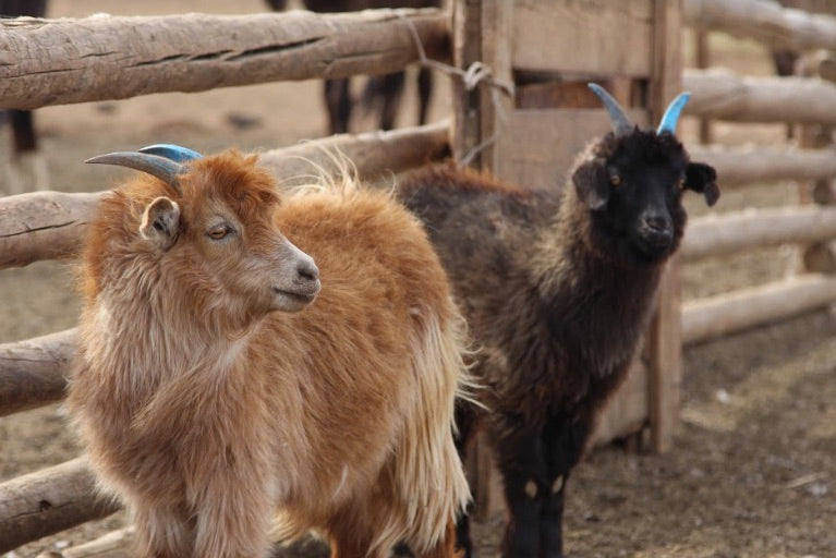 Where Does Cashmere Come From?