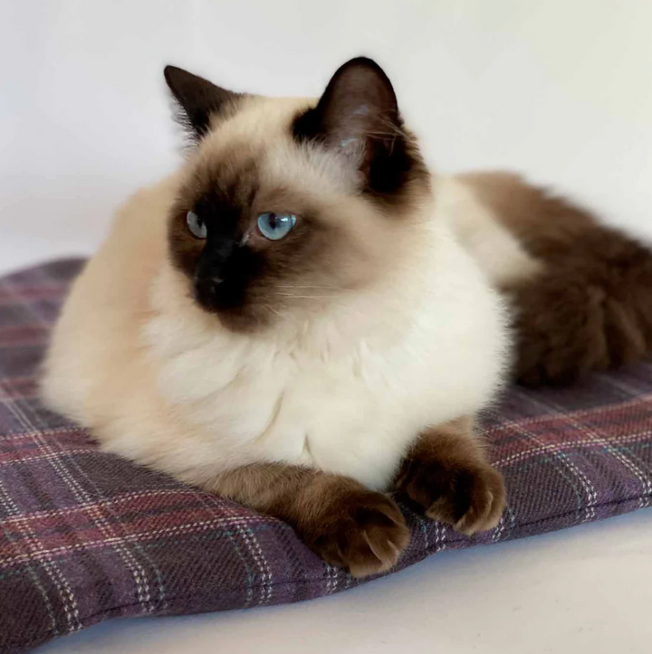 Luxury Cashmere & Wool Cat Sack