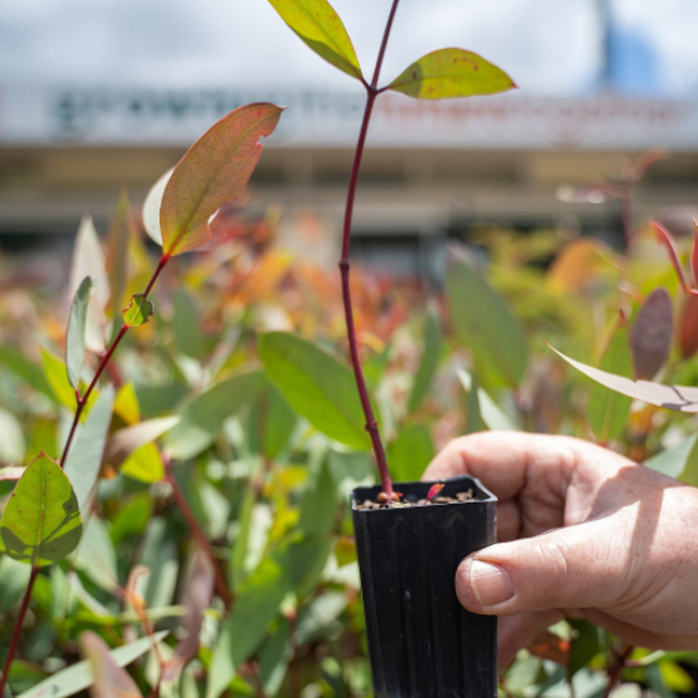 Tree to be Planted