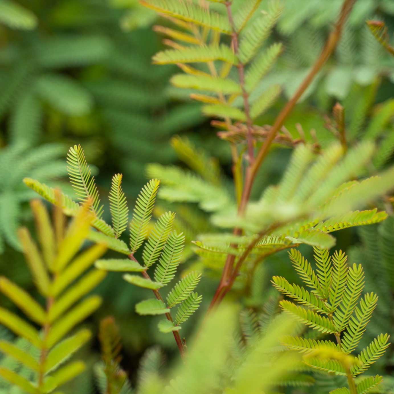 Tree to be Planted