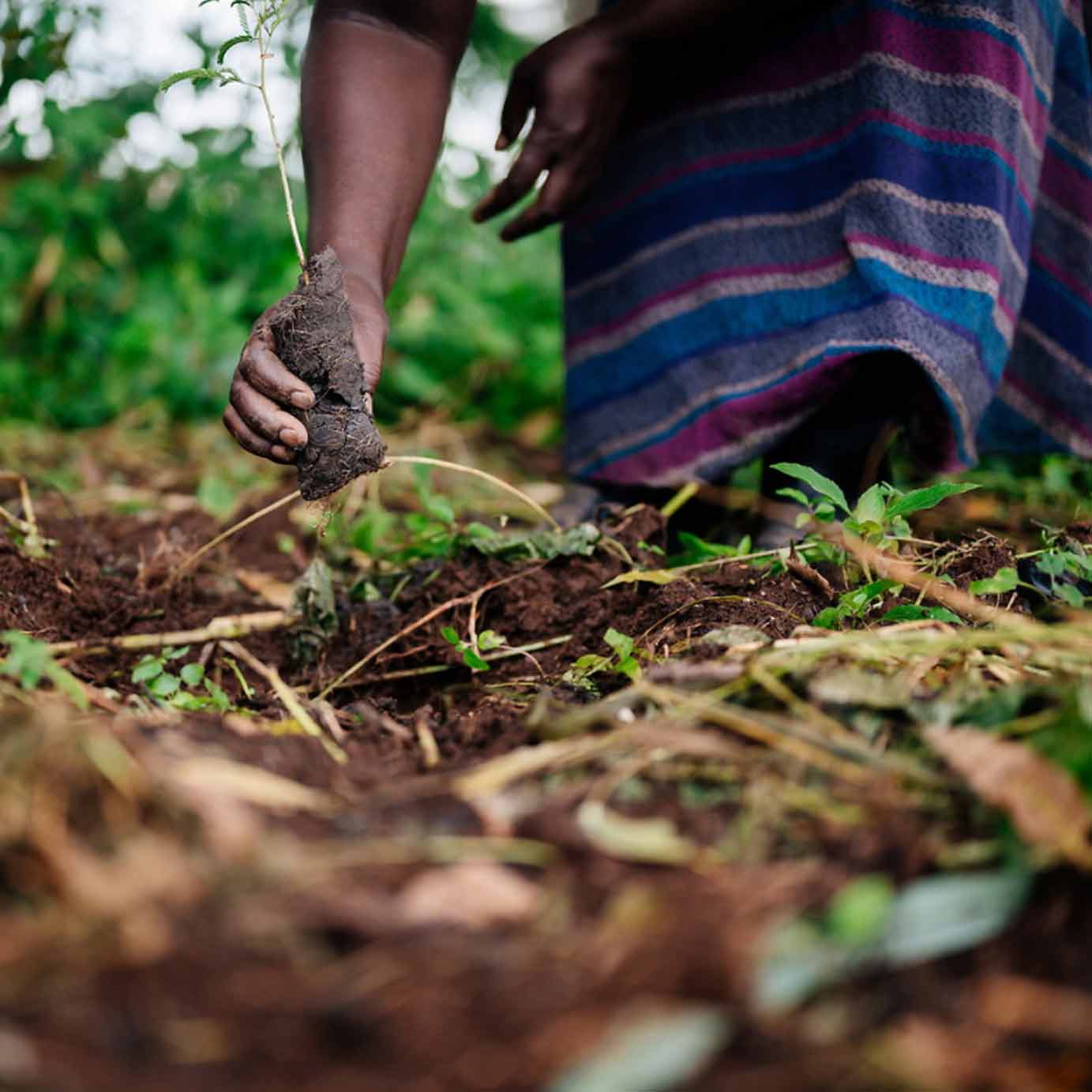 Tree to be Planted