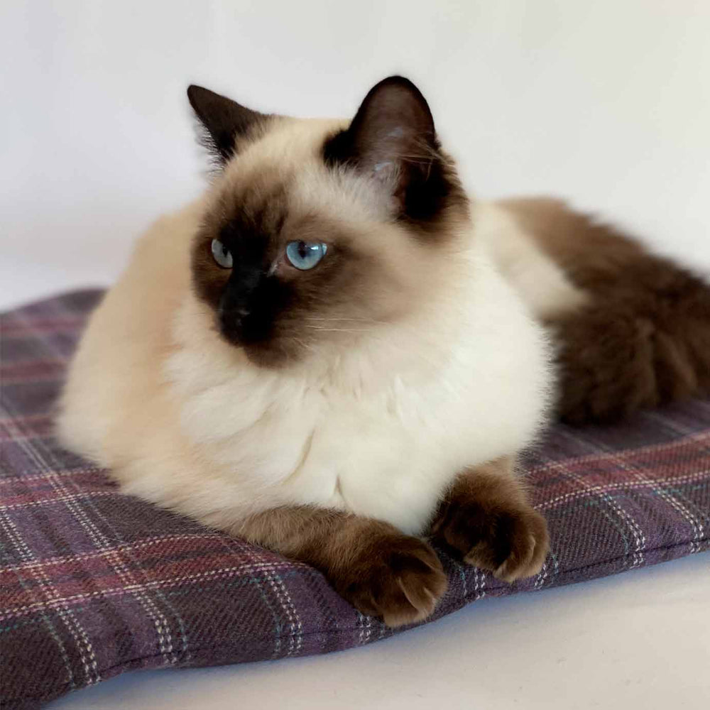Luxyury Cat Bed in Cashmere and Wool by Ava Innes