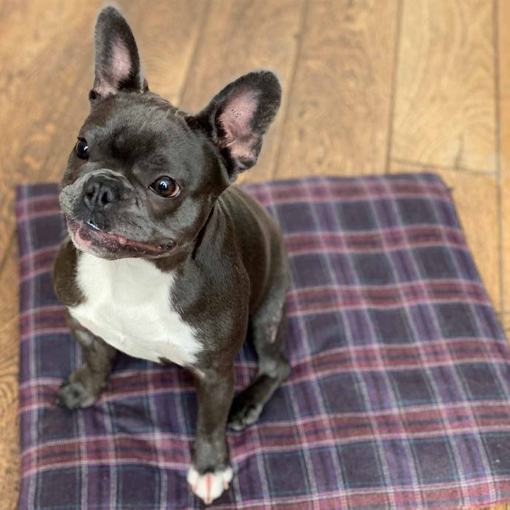 Luxyury Dog Bed in Cashmere and Wool by Ava Innes